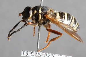  ( - CNC Diptera 229964)  @11 [ ] CreativeCommons - Attribution Non-Commercial Share-Alike (2014) Jeffrey H. Skevington Agriculture and Agri-Food Canada