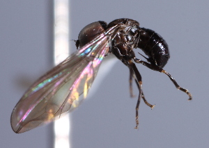  (Clistoabdominalis sp. ZUR1 - INB 0004371529)  @13 [ ] CreativeCommons - Attribution Non-Commercial Share-Alike (2014) Jeffrey H. Skevington Agriculture and Agri-Food Canada