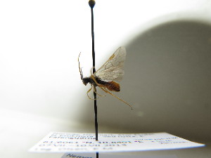  ( - bf-sym-00221)  @12 [ ] CreativeCommons - Attribution Share-Alike (2017) Lønnve, O.J BioFokus