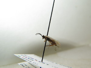  ( - bf-sym-00256)  @12 [ ] CreativeCommons - Attribution Share-Alike (2017) Lønnve, O.J BioFokus