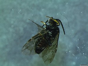  ( - bf-sym-00298)  @12 [ ] CreativeCommons - Attribution Share-Alike (2017) Lønnve, O.J BioFokus