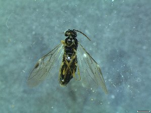  ( - bf-sym-00307)  @11 [ ] CreativeCommons - Attribution Share-Alike (2017) Lønnve, O.J BioFokus