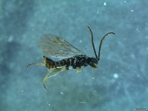  ( - bf-sym-00315)  @12 [ ] CreativeCommons - Attribution Share-Alike (2017) Lønnve, O.J BioFokus