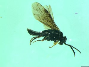  ( - bf-sym-00358)  @12 [ ] CreativeCommons - Attribution Share-Alike (2017) Lønnve, O.J BioFokus
