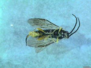  ( - bf-sym-00380)  @12 [ ] CreativeCommons - Attribution Share-Alike (2017) Lønnve, O.J BioFokus