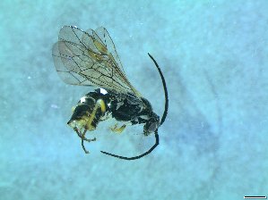  ( - bf-sym-00381)  @12 [ ] CreativeCommons - Attribution Share-Alike (2017) Lønnve, O.J BioFokus