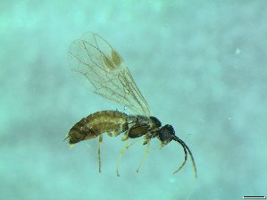  ( - bf-sym-00427)  @11 [ ] CreativeCommons - Attribution Share-Alike (2017) Lønnve, O.J BioFokus