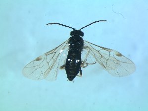  ( - bf-sym-00514)  @13 [ ] CreativeCommons - Attribution Share-Alike (2018) Lønnve, O.J BioFokus