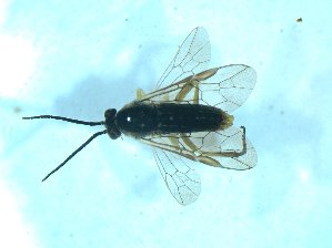  ( - bf-sym-00515)  @12 [ ] CreativeCommons - Attribution Share-Alike (2018) Lønnve, O.J BioFokus