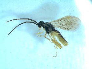  ( - bf-sym-00546)  @12 [ ] CreativeCommons - Attribution Share-Alike (2018) Lønnve, O.J BioFokus