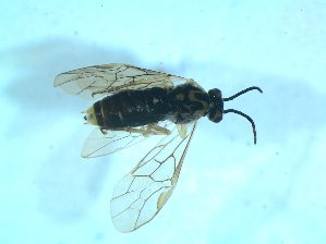  ( - bf-sym-00550)  @12 [ ] CreativeCommons - Attribution Share-Alike (2018) Lønnve, O.J BioFokus