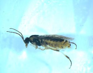  ( - bf-sym-00580)  @11 [ ] CreativeCommons - Attribution Share-Alike (2018) Lønnve, O.J BioFokus
