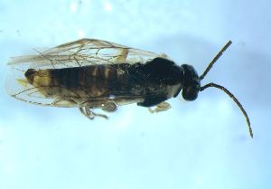  ( - bf-sym-00581)  @11 [ ] CreativeCommons - Attribution Share-Alike (2018) Lønnve, O.J BioFokus