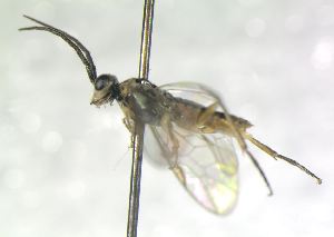  ( - bf-sym-00680)  @12 [ ] CreativeCommons - Attribution Share-Alike (2018) Lønnve, O.J BioFokus