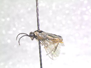  ( - bf-sym-00706)  @13 [ ] CreativeCommons - Attribution Share-Alike (2018) Lønnve, O.J BioFokus