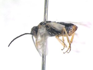  ( - bf-sym-00746)  @12 [ ] CreativeCommons - Attribution Share-Alike (2018) Lønnve, O.J BioFokus