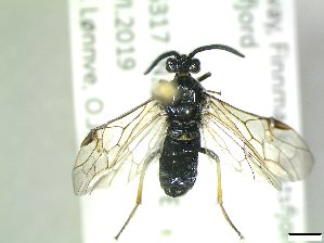  ( - bf-sym-00900)  @11 [ ] CreativeCommons - Attribution Share-Alike (2019) Lønnve, O.J BioFokus