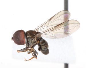  (Clistoabdominalis sp. AU4 - CNC386136)  @14 [ ] No Rights Reserved (2015) Unspecified CNC