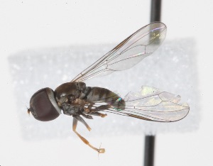 (Clistoabdominalis sp. AU5 - CNC391309)  @11 [ ] No Rights Reserved (2015) Unspecified CNC