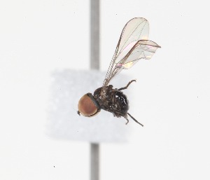  (Clistoabdominalis sp. ZUR6 - INB4442446)  @12 [ ] No Rights Reserved (2015) Unspecified CNC
