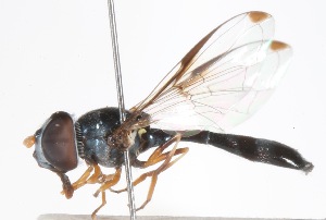  ( - AustralianMuseumK448267)  @11 [ ] No Rights Reserved (2015) Unspecified CNC