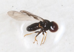  (Clistoabdominalis koebelei - CNC451735)  @11 [ ] No Rights Reserved (2015) Unspecified CNC