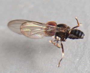  (Basileunculus sp. Peru1 - CNC457673)  @11 [ ] No Rights Reserved (2015) Unspecified CNC
