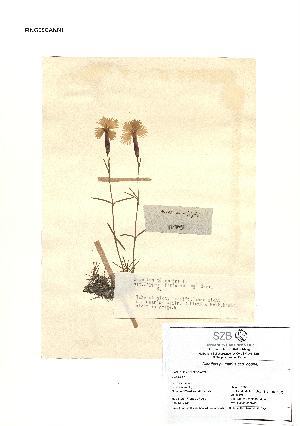  ( - SZB-35247)  @11 [ ] by-nc-sa (2025) Haus der Natur, Salzburg Haus der Natur, Salzburg