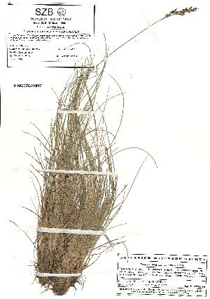  (Festuca varia - SZB-38981)  @11 [ ] by-nc-sa (2025) Haus der Natur, Salzburg Haus der Natur, Salzburg