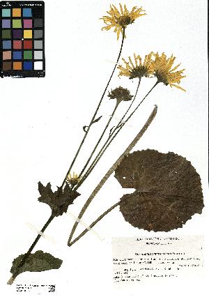  (Doronicum - SZU50090012_01)  @11 [ ] by-nc-sa (2024) SZU University of Salzburg