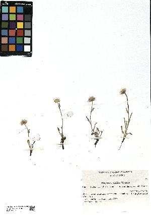  (Erigeron candidus - SZU50090014_01)  @11 [ ] by-nc-sa (2024) SZU University of Salzburg