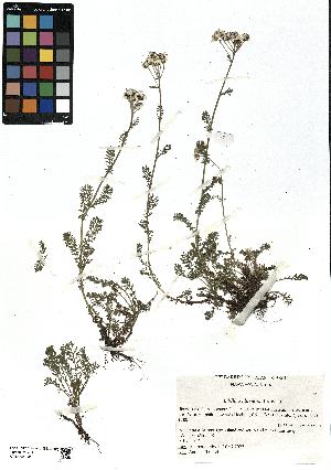  (Achillea clusiana - SZU50090034_01)  @11 [ ] by-nc-sa (2024) SZU University of Salzburg
