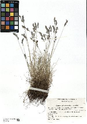  (Festuca rupicaprina - SZU50090041_01)  @11 [ ] by-nc-sa (2024) SZU University of Salzburg