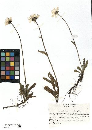  (Leucanthemum atratum - SZU50090044_01)  @11 [ ] by-nc-sa (2024) SZU University of Salzburg