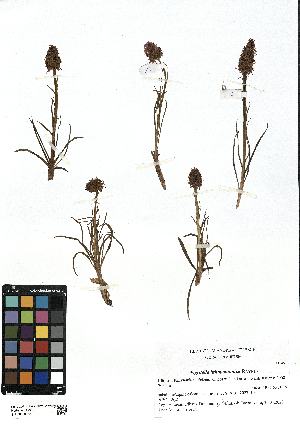  (Gymnadenia lithopolitanica - SZU50090048_01)  @11 [ ] by-nc-sa (2024) SZU University of Salzburg
