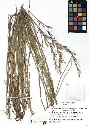 (Helictochloa - SZU50090076_01)  @11 [ ] by-nc-sa (2024) SZU University of Salzburg
