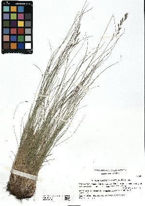  (Festuca norica - SZU50090090_01)  @11 [ ] by-nc-sa (2024) SZU University of Salzburg