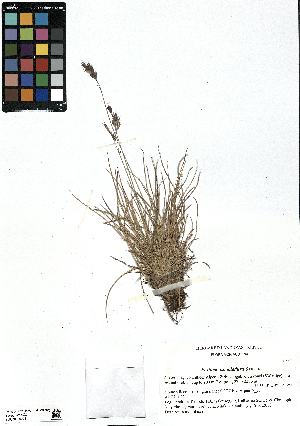  (Festuca pseudodura - SZU50090093_01)  @11 [ ] by-nc-sa (2024) SZU University of Salzburg