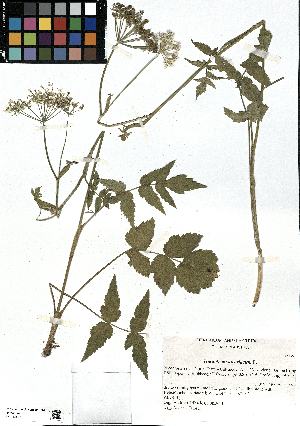  (Heracleum - SZU50090106_01)  @11 [ ] by-nc-sa (2024) SZU University of Salzburg