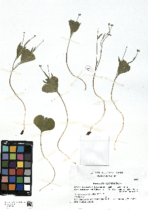  (Ranunculus hybridus - SZU50090131_01)  @11 [ ] by-nc-sa (2024) SZU University of Salzburg