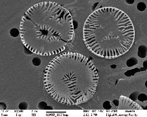  (Tabularia cftabulata - IK_MTA151_ITS)  @11 [ ] CreativeCommons - Attribution Non-Commercial Share-Alike (2015) Jim Ehrman Mount Allison University