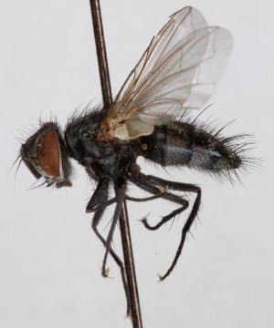  (Eumea linearicornis - JP00566)  @14 [ ] CreativeCommons - Attribution Non-Commercial (2012) Marko Mutanen University of Oulu