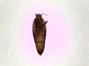  ( - Bug1)  @12 [ ] No Rights Reserved (2015) International Centre of Insect Physiology and Ecology International Centre of Insect Physiology and Ecology