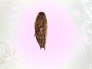  ( - Kbz4)  @12 [ ] No Rights Reserved (2015) International Centre of Insect Physiology and Ecology International Centre of Insect Physiology and Ecology