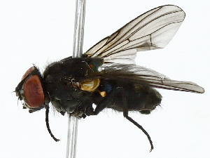  ( - BIOUG89939-E07)  @11 [ ] CreativeCommons - Attribution (2022) CBG Photography Group Centre for Biodiversity Genomics