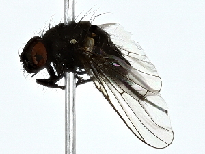  ( - BIOUG89991-F05)  @11 [ ] CreativeCommons - Attribution (2022) CBG Photography Group Centre for Biodiversity Genomics