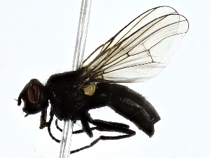  ( - BIOUG89994-D02)  @11 [ ] CreativeCommons - Attribution (2022) CBG Photography Group Centre for Biodiversity Genomics