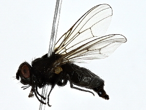  ( - BIOUG89994-F02)  @11 [ ] CreativeCommons - Attribution (2022) CBG Photography Group Centre for Biodiversity Genomics
