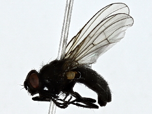  ( - BIOUG89994-F05)  @11 [ ] CreativeCommons - Attribution (2022) CBG Photography Group Centre for Biodiversity Genomics