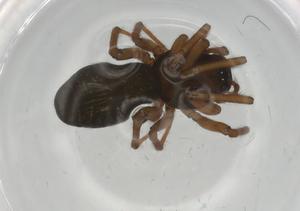  ( - BIOUG91022-D12)  @11 [ ] CreativeCommons - Attribution (2022) Centre for Biodiversity Genomics Centre for Biodiversity Genomics